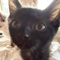 Thumbnail photo of Spruce (Kitty) #4