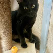 Thumbnail photo of Sevan #2