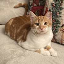 Thumbnail photo of Baggles #3