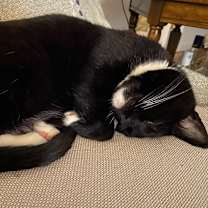 Thumbnail photo of Charlie #2