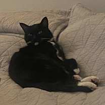 Thumbnail photo of Charlie #4