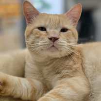 Thumbnail photo of Elf On A Shelf #1