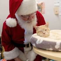 Thumbnail photo of Elf On A Shelf #2