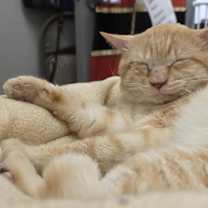 Thumbnail photo of Elf On A Shelf #3