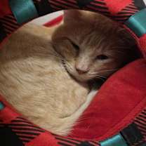 Thumbnail photo of Elf On A Shelf #4