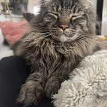 Thumbnail photo of Huey #2