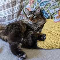 Thumbnail photo of Flea - Home to Home  #1