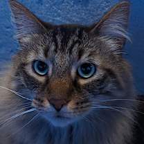 Thumbnail photo of Flea - Home to Home  #2