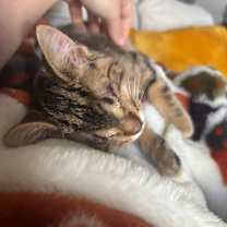 Thumbnail photo of Banjo #4