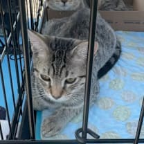 Thumbnail photo of Maple - Litter 2 kitten 3 Male #3