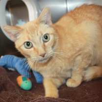 Thumbnail photo of Cormack #2