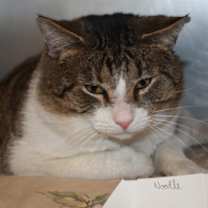 Thumbnail photo of Mr Noodle #1