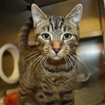 Thumbnail photo of Count Olaf #2