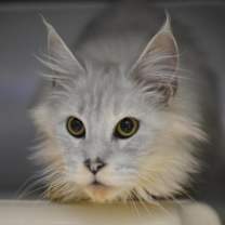 Thumbnail photo of Clam Chowdah #1