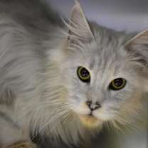 Thumbnail photo of Clam Chowdah #2