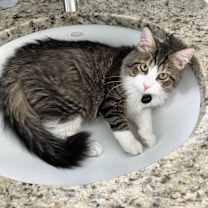 Thumbnail photo of Milton #3