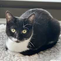 Thumbnail photo of Citrine #1