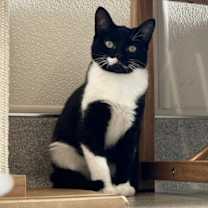 Thumbnail photo of Citrine #3