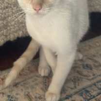 Thumbnail photo of Noel #1