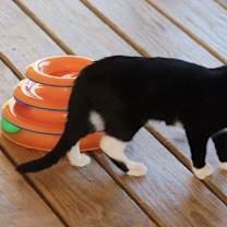 Thumbnail photo of Joanie - CSC #2