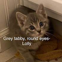 Thumbnail photo of Lolly #1