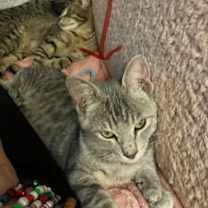 Thumbnail photo of Lolly #2