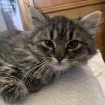 Thumbnail photo of Nougat #3