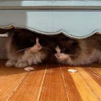 Thumbnail photo of Caladium and Verbena #1