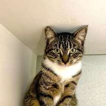 Thumbnail photo of Axle #1