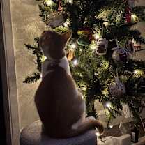 Thumbnail photo of Dobby #2