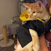 Thumbnail photo of Dobby #3