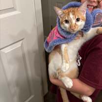 Thumbnail photo of Dobby #4