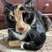 Thumbnail photo of cat #1