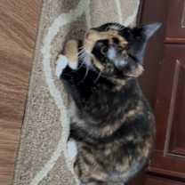 Thumbnail photo of cat #2