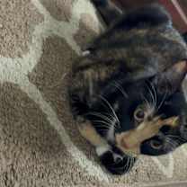 Thumbnail photo of cat #3