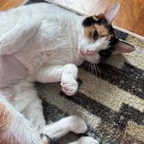 Thumbnail photo of Doja #2