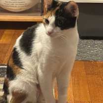 Thumbnail photo of Doja #4