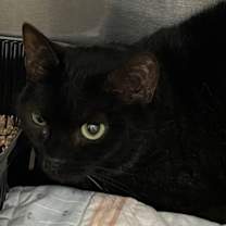 Thumbnail photo of Elvira #2