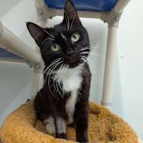 Thumbnail photo of Turducken #1