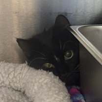 Thumbnail photo of Turducken #3