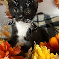 Thumbnail photo of 8/25/25 - Giovanni #2