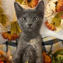 Thumbnail photo of 8/25/25 - Tibbles #2