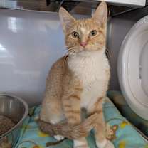 Thumbnail photo of Rhodrik #2