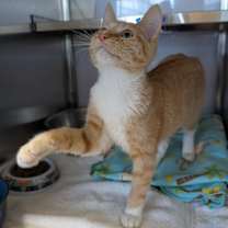 Thumbnail photo of Rhodrik #3