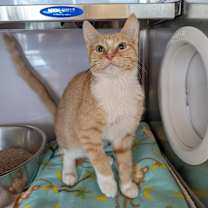 Thumbnail photo of Rhodrik #4