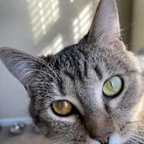 Thumbnail photo of Peyton #1