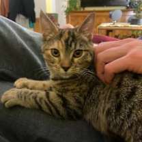 Thumbnail photo of Petie (and Crowley) #2