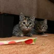 Thumbnail photo of Petie (and Crowley) #3