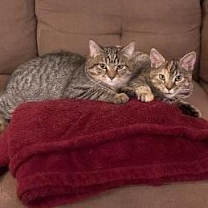 Thumbnail photo of Crowley (and Petie) #1