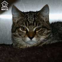 Thumbnail photo of Crowley (and Petie) #2